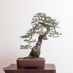 Image ID: A photo of a doug fir bonsai in a rectangular pot. The trunk has grown to the right diagonally, before curving around to the left. End ID.