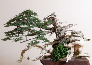Image ID: A photo of a spruce on deadwood bonsai tree. It is nearly unrecognizable from a typical bonsai tree, with its own roots serving as its pot. End ID.